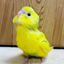 【最新画像更新🪄】模様少なめ‪☆ビビットカラーのセキセイインコ(パイド) ヒナ