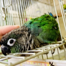 最新画像あります！クリクリ目が激カワ！ウロコインコ「あおちゃん」いますよ〜