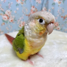 ウロコインコ  パイナップル  🍍🌿✨