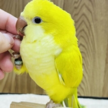 【最新画像・動画更新🪄ひとり餌になりました！】初めましてのカラーです♡オキナインコ(パリドオパーリン) ヒナ
