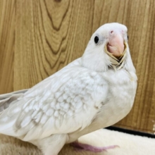 【最新画像更新🪄】ゆっくりゆっくり大きくなってね‪☆オカメインコ(WFシナモンパール) ヒナ