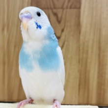 【最新画像更新🪄ひとり餌になりました！】個性的‪☆ひと味違うカラーです♪セキセイインコ(パイド) ヒナ