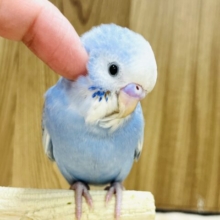 【最新画像更新🪄】涼しげブルー💙セキセイインコ(スパングル) ヒナ