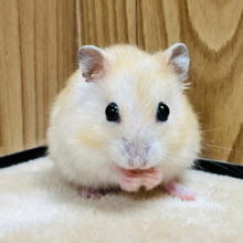 濃いめカラメルソース色🍮イエロープディングハムスター(男の子)
