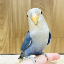 モデルポーズなら任せて！！コザクラインコ(バイオレット)