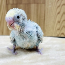 ヨチヨチ歩きが愛おしい💗セキセイインコ(パステルカラーレインボー) ヒナ
