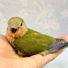 人気定番カラー！💚コザクラインコ💚(ノーマル)2023年6月生まれ