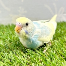 大人気！セキセイインコ (パステルレインボーパイド) 2023年7月生まれ