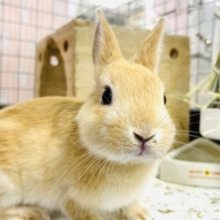 【画像更新🪄なでなで大好き♡】元気印がチャームポイント‪☆ネザーランドドワーフ(オレンジ) 男の子