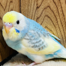 【最新画像更新🪄】仕草も表情も豊かです♪セキセイインコ(パステルレインボーパイド) ヒナ