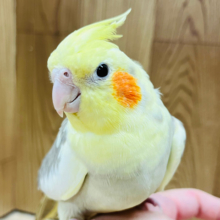 【最新画像更新🪄ひとり餌になりました！】推しカラー✨️上目遣いが上手な子♡オカメインコ(シナモンパイド) ヒナ