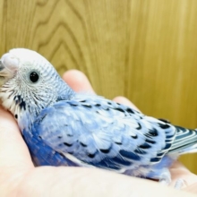 お顔の可愛さNo.1！？✨️セキセイインコ(オパーリン) ヒナ