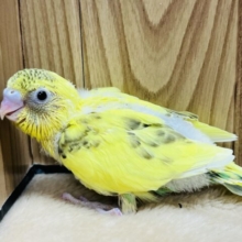 探検が好きなんだ！！セキセイインコ(ハルクイン) ヒナ