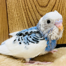 たくさん寝たら寝癖がついちゃった〜！セキセイインコ(パイド) ヒナ