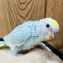 わんぱくベビー！ぐいぐい行くぜ！！セキセイインコ(パステルカラーレインボー) ヒナ