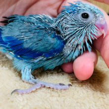 ちっちゃな怪獣🦕マメルリハ(ブルー)男の子