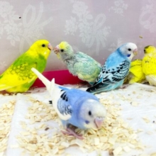 9月限定🩵セキセイインコフェア