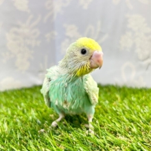 淡いよ🩵セキセイインコ(パステルレインボー) 2023年7月生まれ