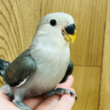 【最新画像更新🪄】わた毛に包まれた天使ちゃん♡コザクラインコ(モーブ) ヒナ