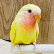 【最新画像更新🪄】じゅわっとピンクグレープフルーツみたい🍋🫧コザクラインコ(ルチノー) ヒナ