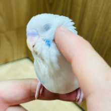 【最新画像更新🪄】正面からは雪だるま！？⛄️セキセイインコ(パイド) ヒナ