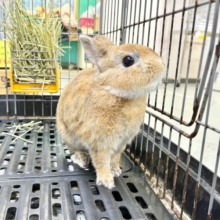 最新画像🧡 安心❗️ミニウサギ（オレンジ系）男の子 ２０２２年７月生まれ