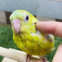 最新画像あります☆ヒナ餌卒業‼️綺麗な音色を聴かせてね♪鮮やかな美声インコシナモンカラー！