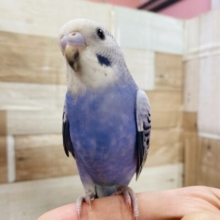 深めのブルーが素敵です‼️元気いっぱいセキセイインコ（オパーリン）