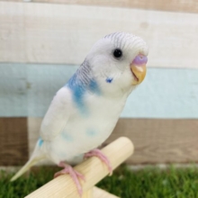 青空に浮かぶ雲☁️のような白が多めのセキセイインコ！パイドカラー🩵