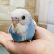 ご飯ちょーだいのアピールNo.1⭐️甘え上手なセキセイインコ（パイド）