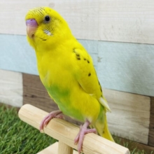 最新画像有り♪ヒナ餌卒業‼️明るいレモンイエローのレモンちゃん🍋セキセイインコ（黄ハルクイン）