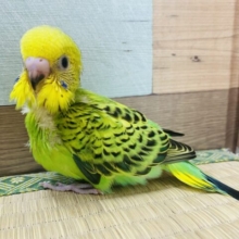 ザ・セキセイインコカラー💚💛ぽてっとした姿が可愛らしいセキセイインコオパーリン！