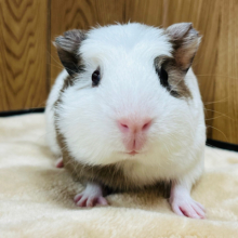 【最新画像更新🪄】素早い動きが得意です‪☆クレステッドモルモット(男の子)