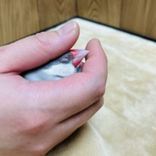 【動画更新🪄】腹ぺこ‪☆食欲旺盛！！シルバー文鳥 ヒナ