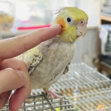 夏だ！パシャパシャ！オカメインコフェアー！