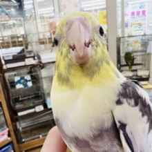 お顔がうっすら黒いよ〜♪オカメインコパイド☆