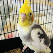 ちょいまだらぁ〜のオカメインコパイド☆