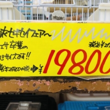 ぐりんぐりん♪羽衣セキセイインコ！