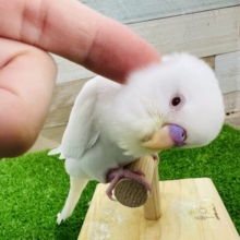 ぷっくり雪だるま？アルビノセキセイインコ☆