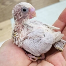 美しすぎる♡淡くてキレイなライラックセキセイインコ☆