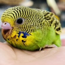 これぞセキセイインコ！並セキセイインコの雛入舎です！