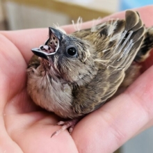 ぽや〜キンカ鳥のヒナ入舎しました！
