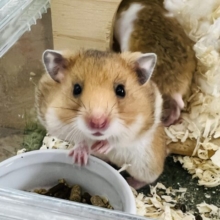 追加入舎☆緊急企画！わちゃわちゃハムちゃんパラダイス♡
