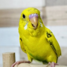 慣れ度上昇中⤴︎セキセイインコ（ハルクイン）