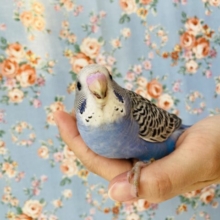 最新画像🌟このかわいさをご覧あれ❤︎手乗りセキセイインコ(ノーマルバイオレット)🪶✨