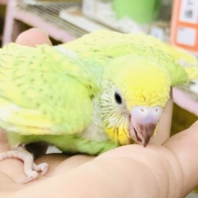 いがいと人気カラー？？