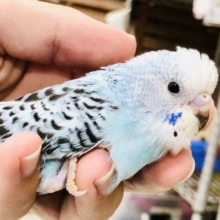 王道セキセイインコ　やってきましたオパーリン！　