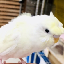 ゴージャスな羽にゴージャスカラー　羽衣セキセイインコ　R５　７／５撮影