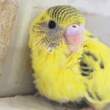 しましま虎さん～🐯 セキセイインコ(ハルクイン)
