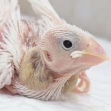 魅力はこの白～🤍 白文鳥🐥